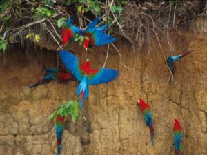 Macaw clay lick in Manu Amazon Peru