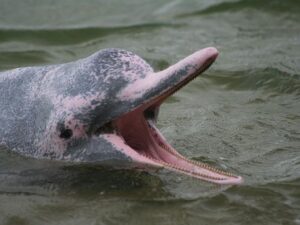 Pink dolphin in Amazon Rainforest