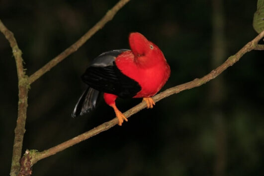 Manu Amazone Tours Peru