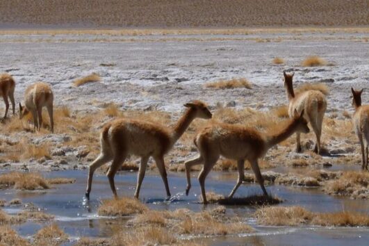 Vicuñas Salar tour Bolivia