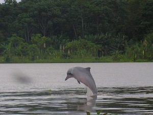 Fresh water dolphin