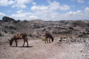 Donkeys on hiking trail