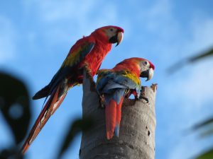 Red macaws in Amazon Rainforest