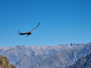 Condor in Cañon del Colca Peru reizen