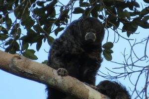 Whooler monkey Cuyabeno tour