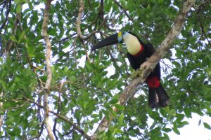 Toucan Cuyabeno Amazon bird tour