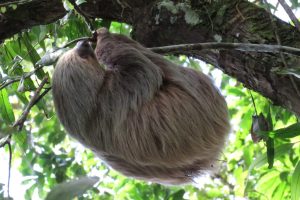 Sloth Cuyabeno Amazon tour