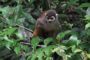 Squirrel monkey Cuyabeno Amazon