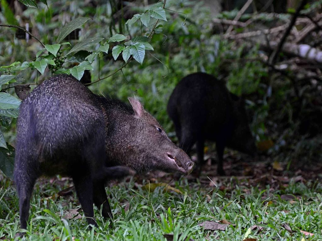 Peccary Cuyabeno Lodge Amazon tour