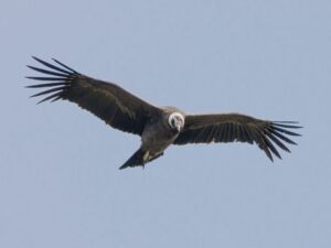 Andean Condor in Ecuador