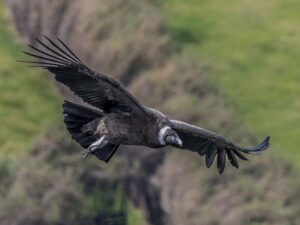 Andescondor vogels spotten in Ecuador