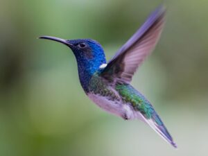 Kolibrie vogels spotten in Ecuador