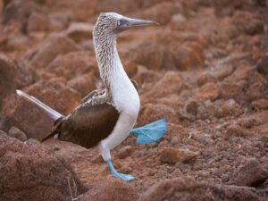Blue Footed Booby on the Galapagos