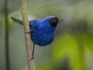Blue bird watching Ecuador Bellavista
