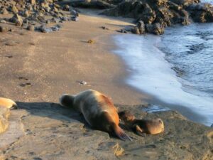 Baby zeeleeuw Galapagoseilanden