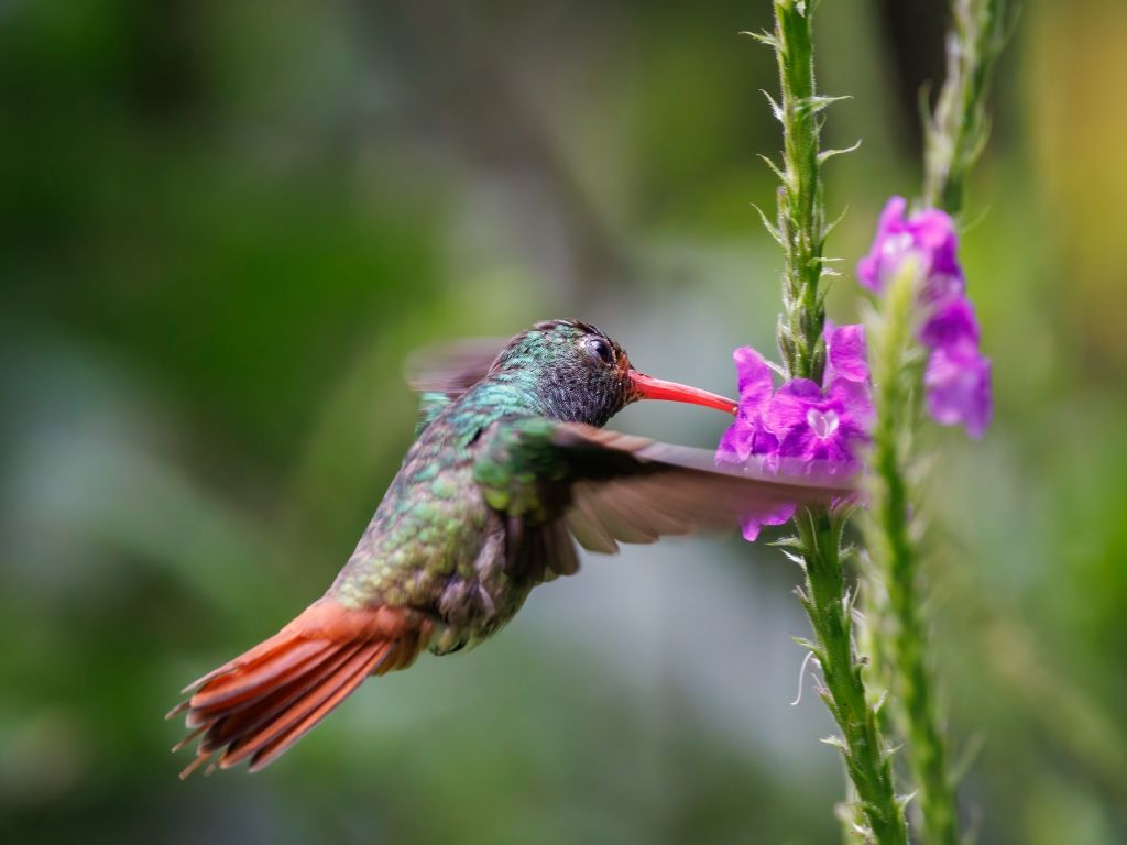 Kolibrie vogels spotten op reis in Ecuador