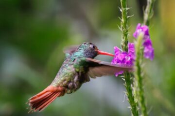 kolibrie vogels spotten in Ecuador