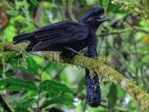 Zwarte vogel spotten in Buenaventura