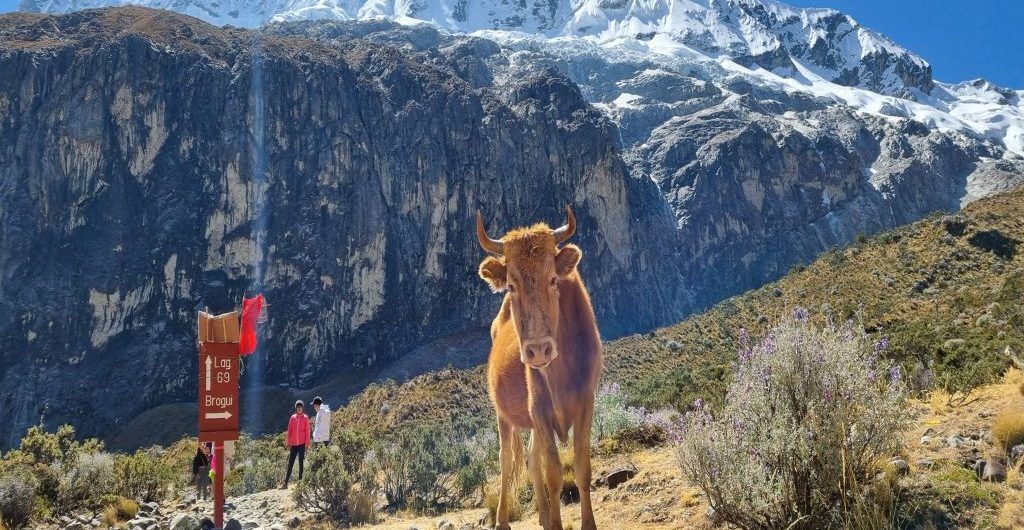 Cow on Laguna 69 trek in Huaraz Peru trip