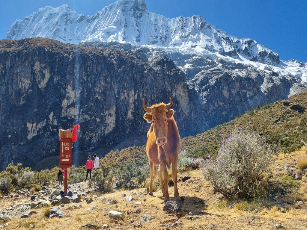 Cow on Laguna 69 trek in Huaraz Peru trip