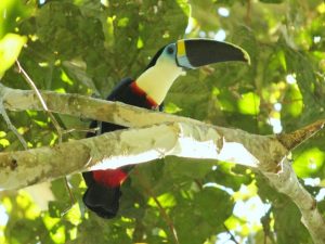 Toucan in Madidi National Park