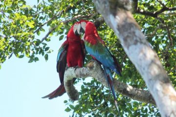 Macaws in Madidi Ecolodge Bolivia