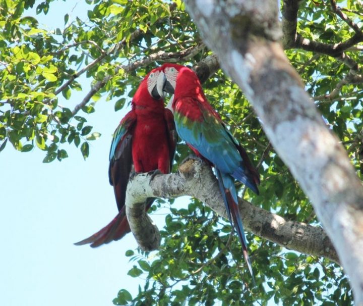 Macaws in Madidi Ecolodge Bolivia