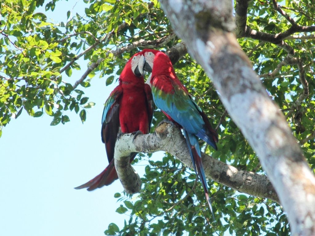 Macaws in Madidi Ecolodge Bolivia