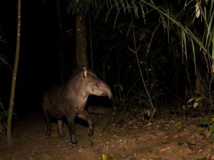 Tapir in Madidi Ecolodge tour Bolivia